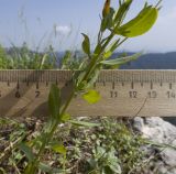 Hypericum linarioides. Средняя часть растения. Адыгея, Кавказский биосферный заповедник, хр. Каменное Море, ≈ 2050 м н.у.м., в задернованной расщелине скалы. 28.07.2018.