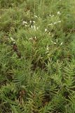 Sanguisorba parviflora