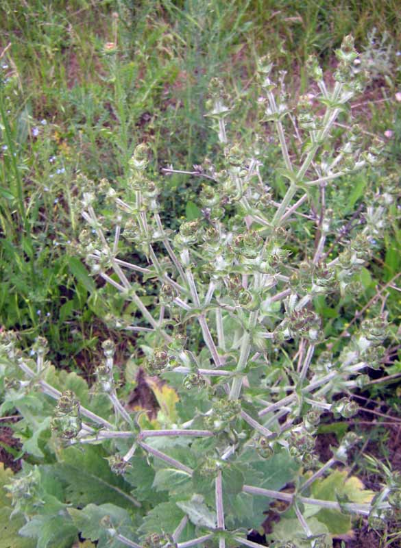 Image of Salvia aethiopis specimen.