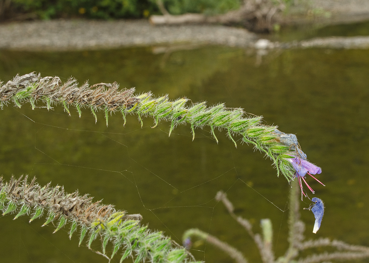 Изображение особи Echium vulgare.