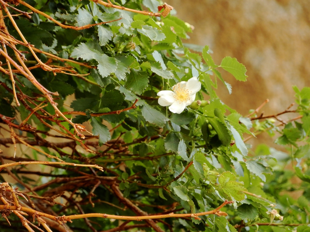Image of Rosa laxa specimen.