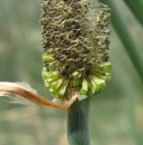 genus Typha. Основание мужского соцветия. Дагестан, Кумторкалинский р-н, берег р. Шураозень. 06.05.2018.