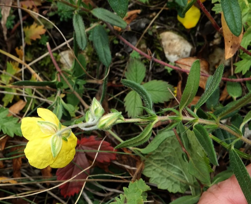 Image of Helianthemum grandiflorum specimen.