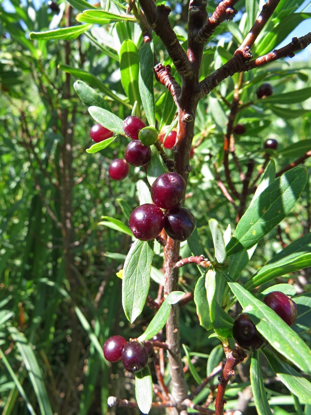Image of Daphne altaica specimen.