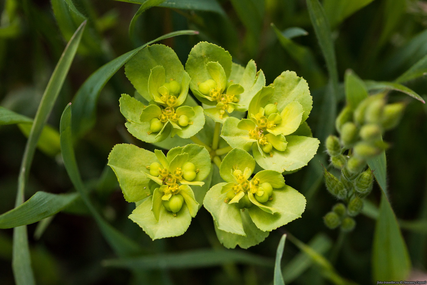 Изображение особи Euphorbia helioscopia.