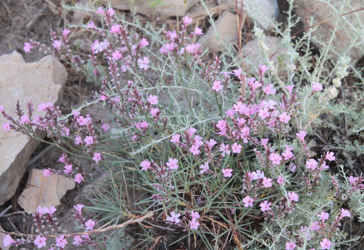 Image of genus Acantholimon specimen.