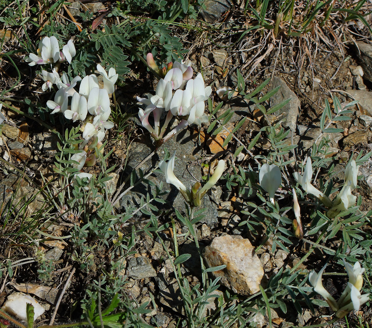Image of Astragalus macroceras specimen.