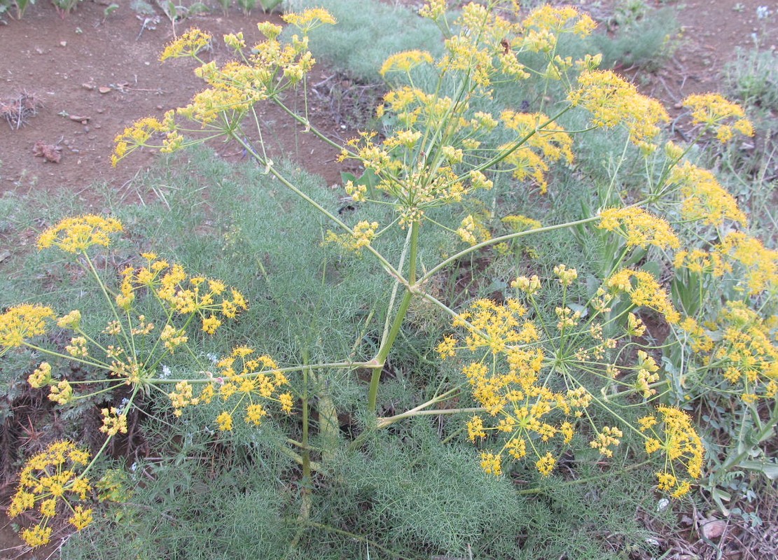 Image of Prangos ferulacea specimen.