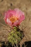 Opuntia polyacantha