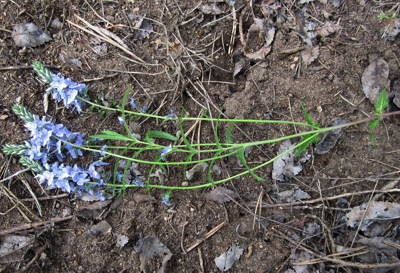 Image of Veronica prostrata specimen.