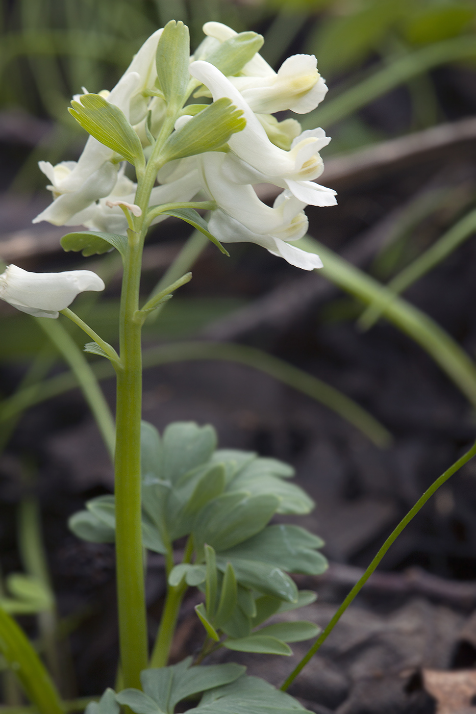 Изображение особи Corydalis solida.