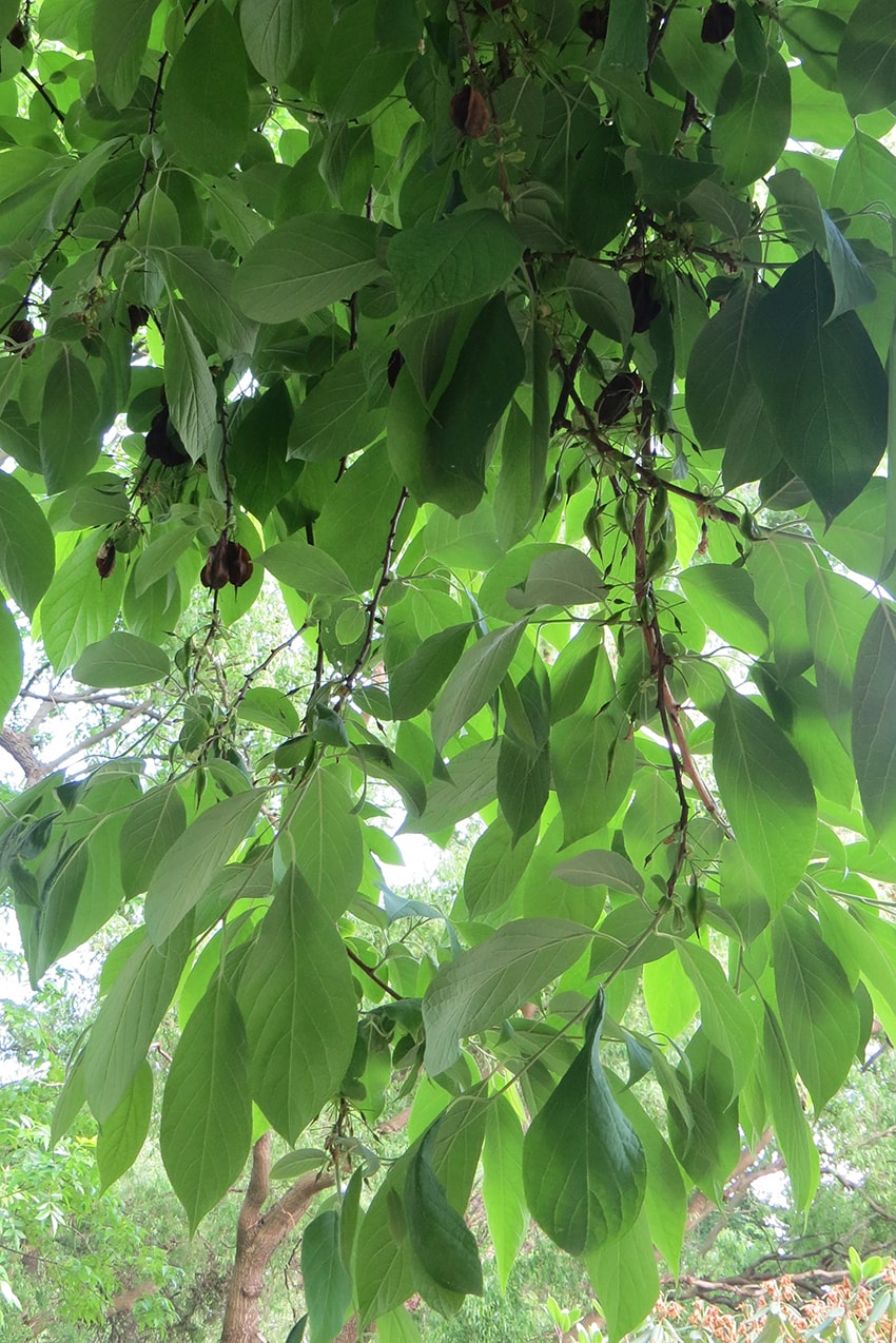 Image of Halesia carolina specimen.