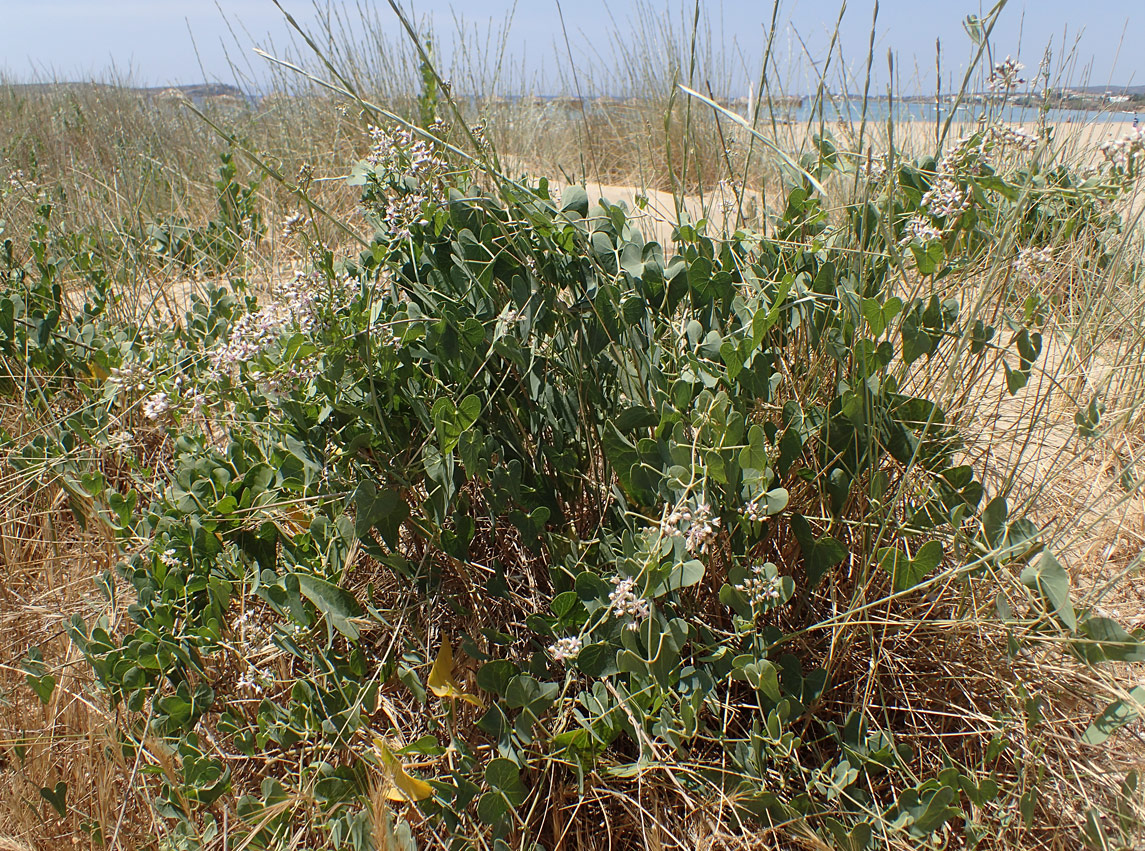 Image of Cynanchum acutum specimen.