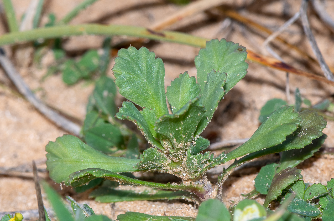 Image of Anthemis leucanthemifolia specimen.