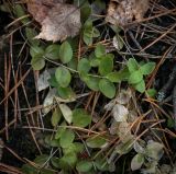 Moehringia lateriflora. Перезимовавшее растение. Пермский край, Лысьвинский р-н, камень Ростун, крутой склон, хвойный лес. 30.04.2018.