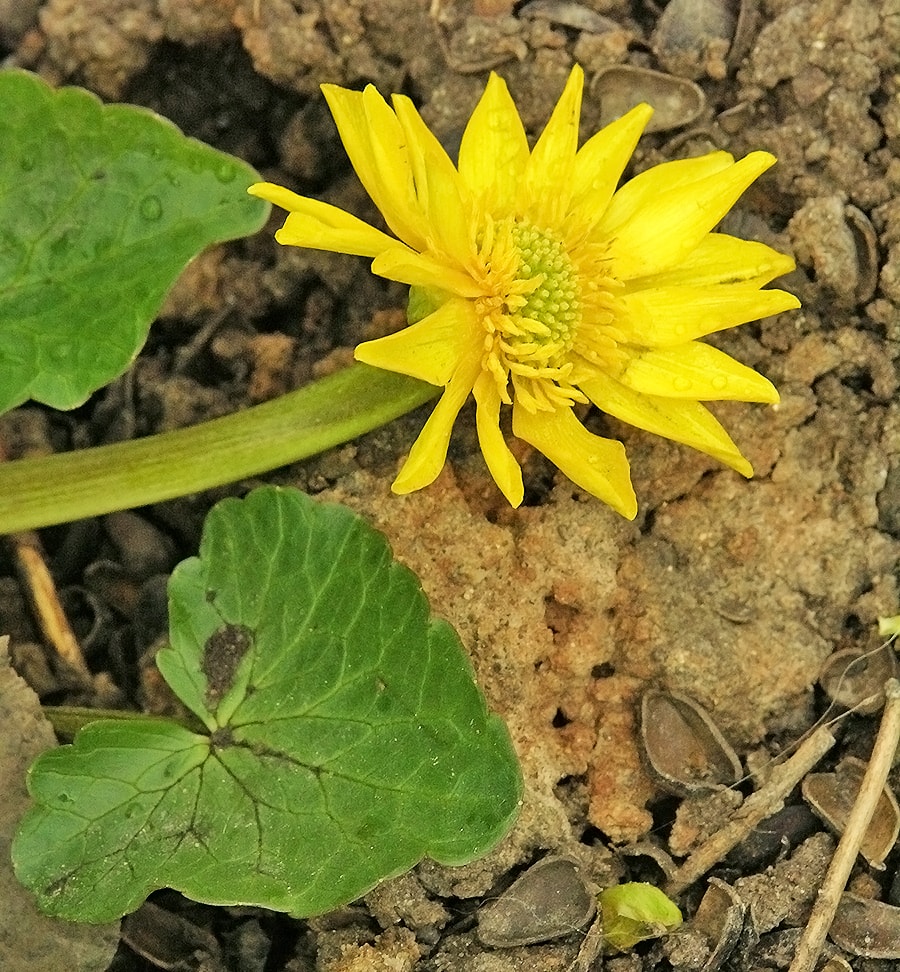 Image of Ficaria verna specimen.