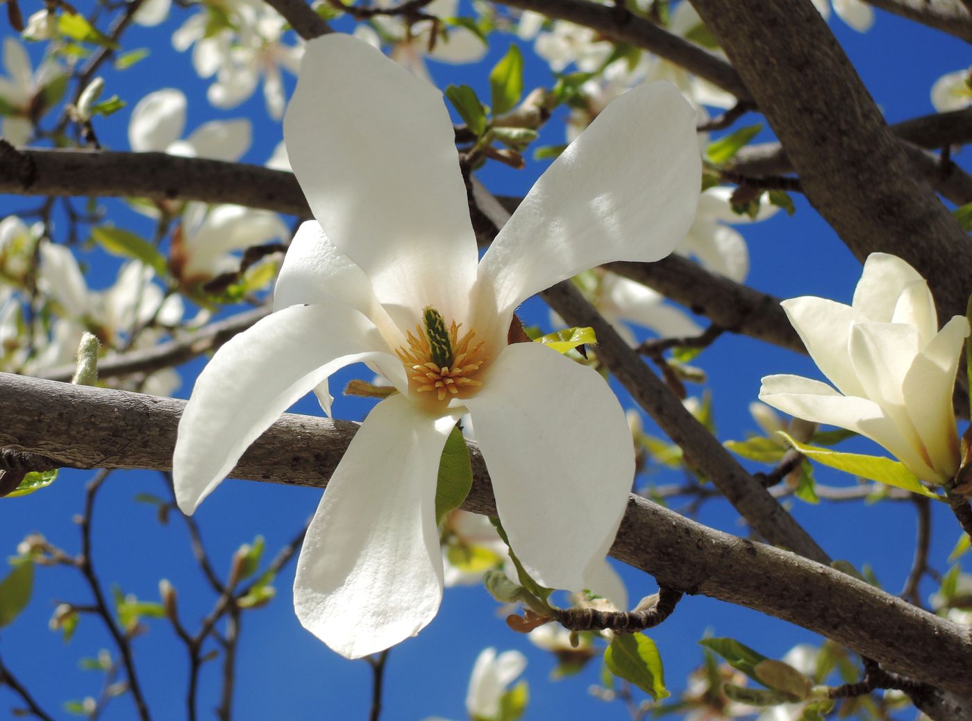 Image of Magnolia kobus specimen.