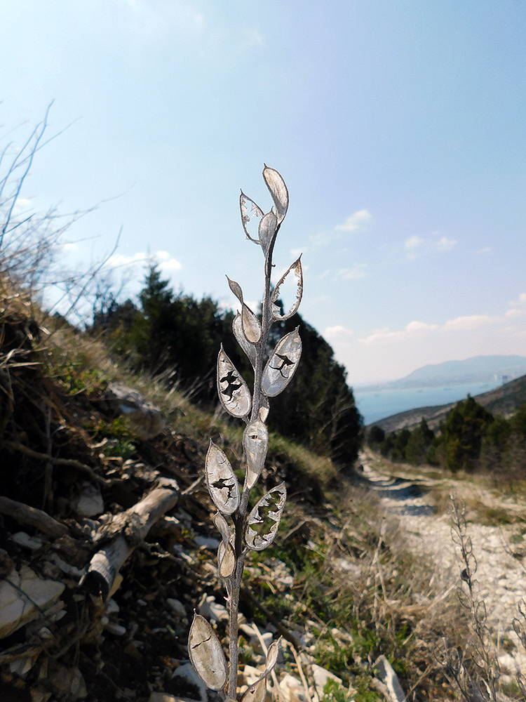 Image of Fibigia eriocarpa specimen.