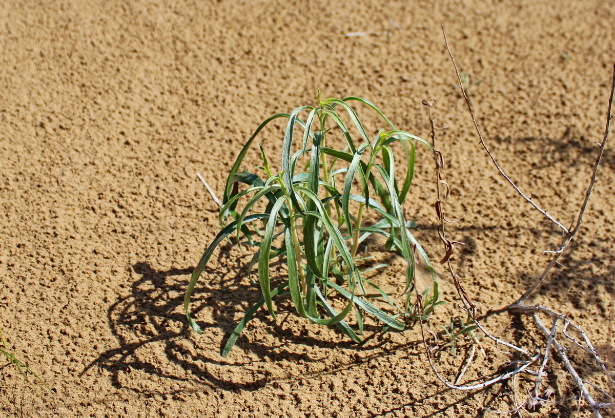 Image of Artemisia dimoana specimen.