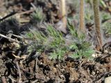 Pulsatilla albana
