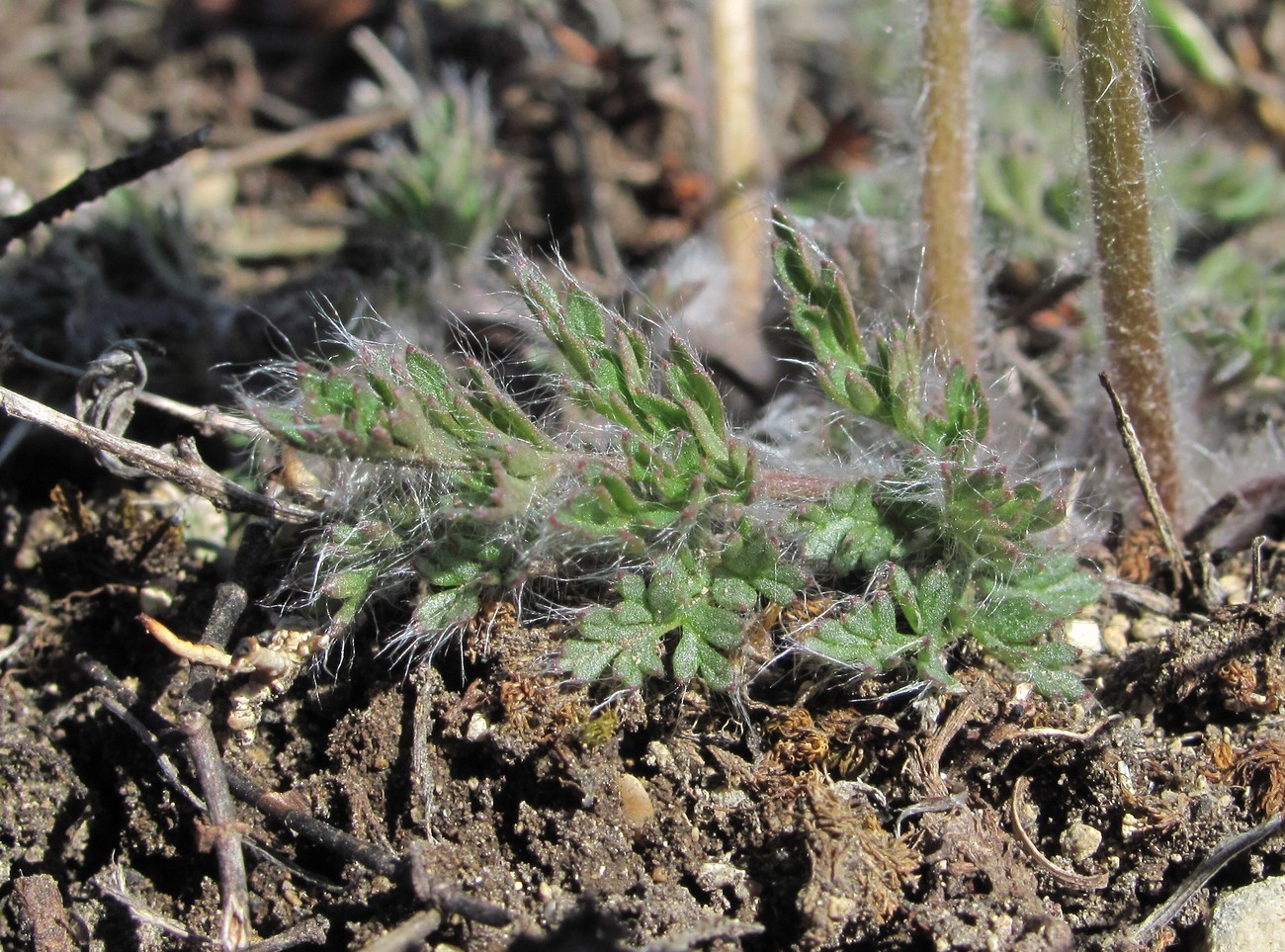 Изображение особи Pulsatilla albana.