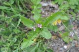 Chorispora tenella. Цветущее растение. Турция, ил Карс, окр. монастыря Хоромос. 16.04.2019.