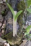 Convallaria majalis. Выкопанное с корнями вегетирующее растение. Краснодарский край, м/о г. Новороссийск, гора Самбурова, скальнодубово-грабинниковый лес на северном склоне. 28.04.2019.