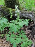 Corydalis cava