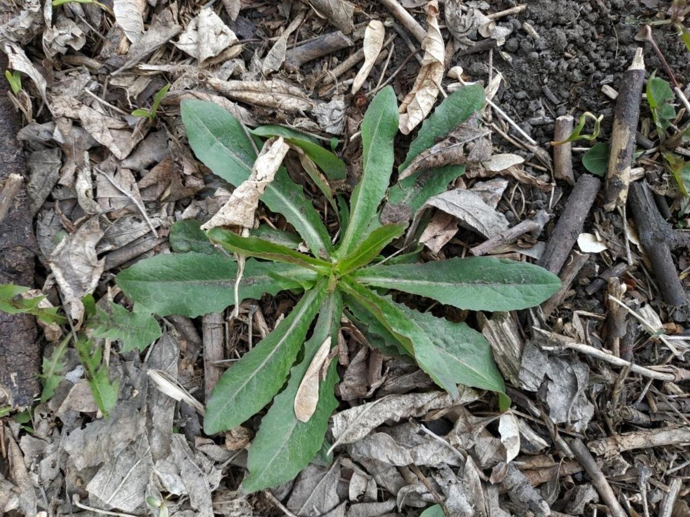 Изображение особи семейство Asteraceae.