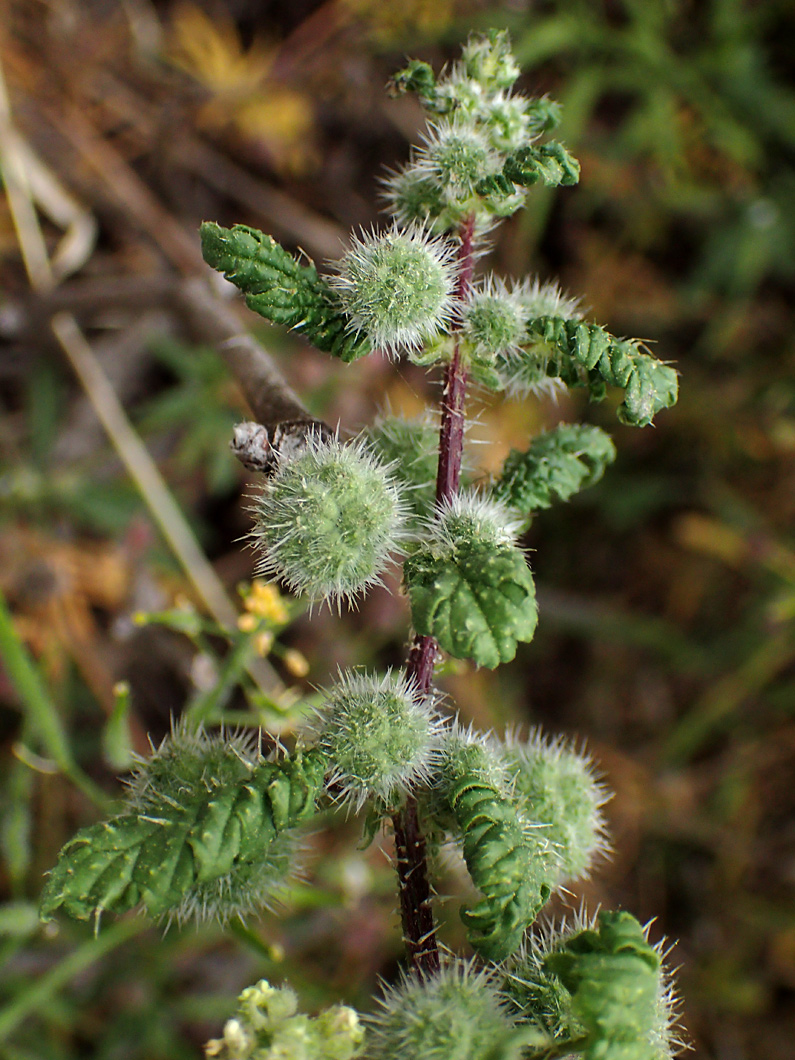 Image of Urtica pilulifera specimen.