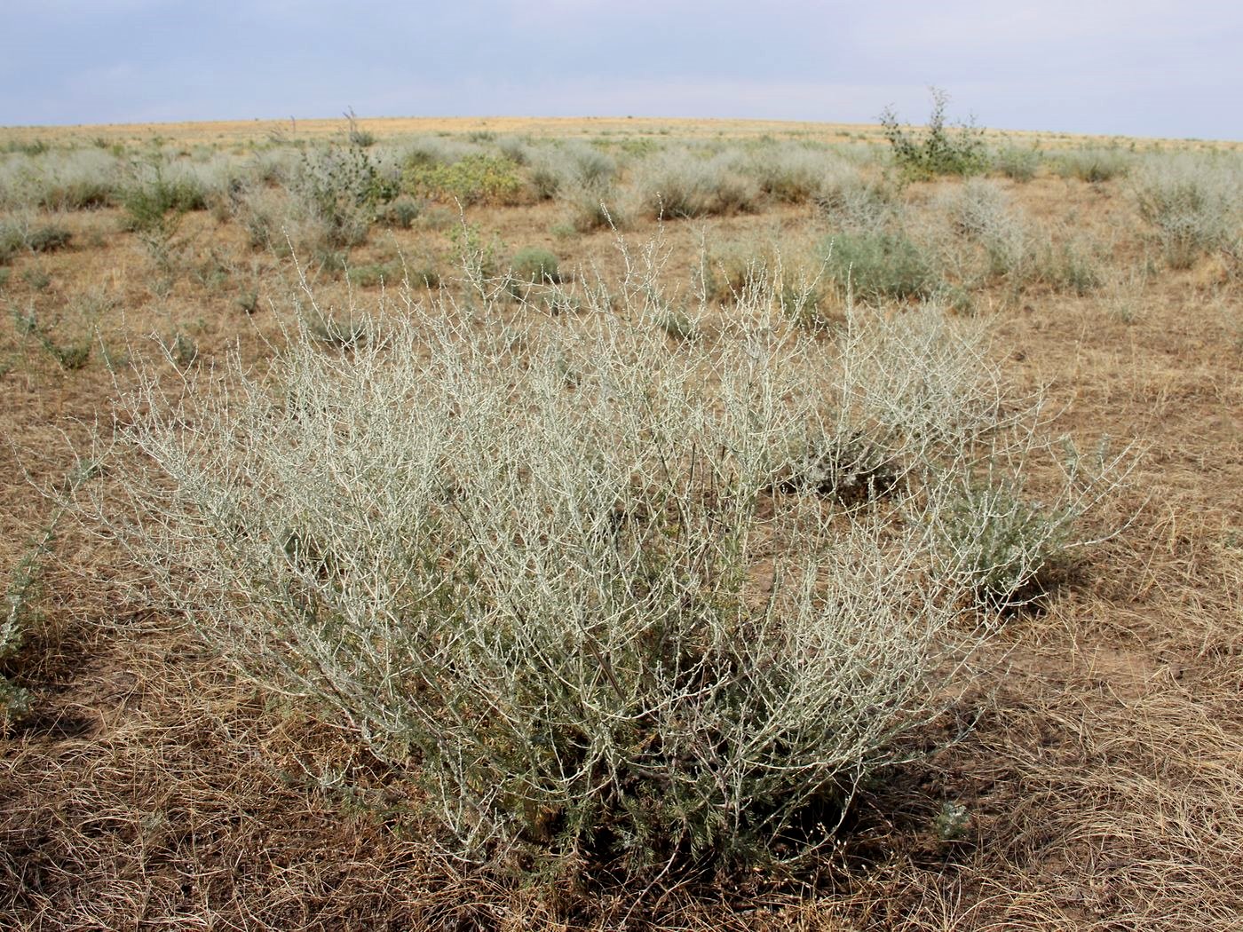 Изображение особи Artemisia diffusa.