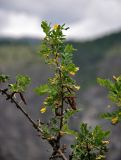 Caragana arborescens. Верхушка ветви с цветками и прошлогодними раскрывшимися плодами. Алтай, Улаганский р-н, перевал Кату-Ярык, ≈ 1000 м н.у.м., каменистый склон. 20.06.2019.