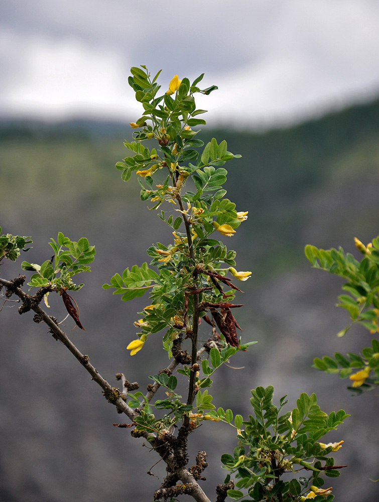 Image of Caragana arborescens specimen.