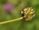 Ranunculus japonicus. Верхушка побега с плодом и личинкой клопа-щитника. Приморский край, Шкотовский р-н, пос. Подъяпольск, поляна на склоне, поросшем кустарником и переходящим в овраг. 07.07.2019.