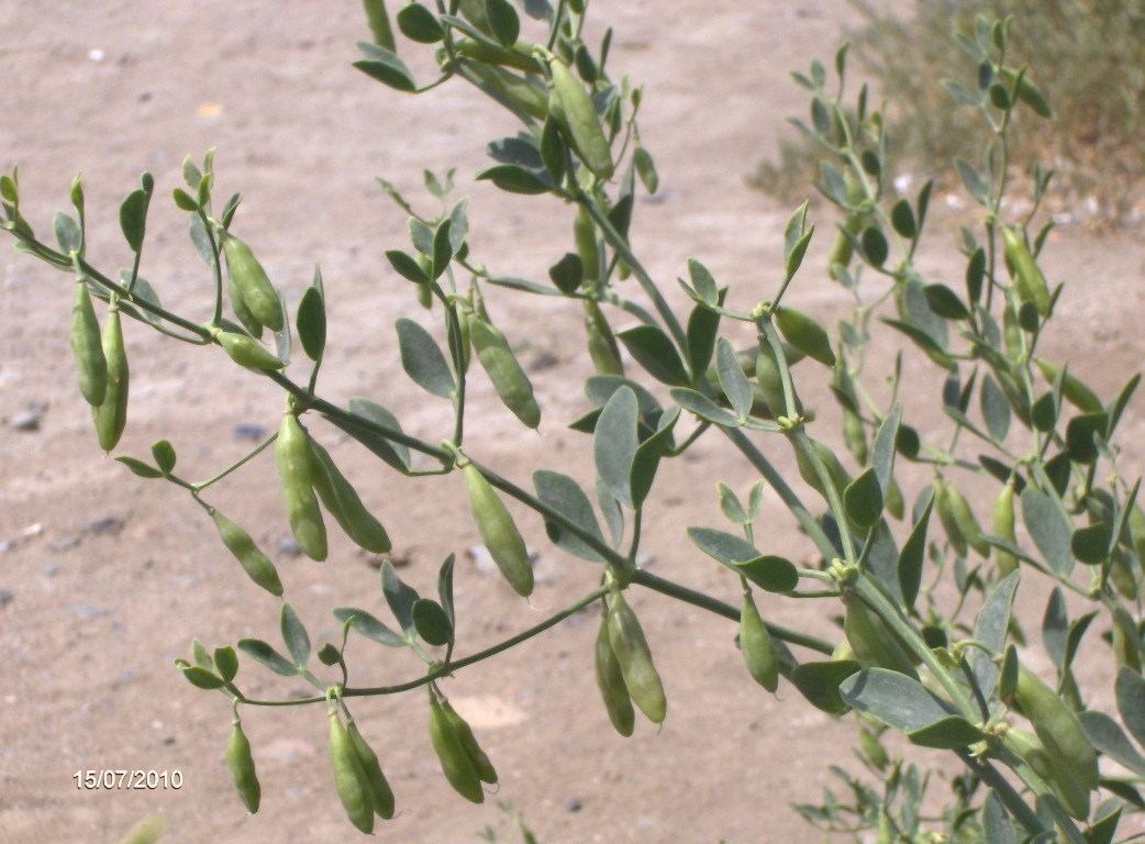 Изображение особи Zygophyllum fabago.