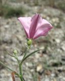 Convolvulus cantabrica. Верхушка побега с цветком. Краснодарский край, окр. г. Новороссийск, окр. пер. Андреевский, каменистый склон. 07.08.2019.