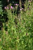 Epilobium hirsutum