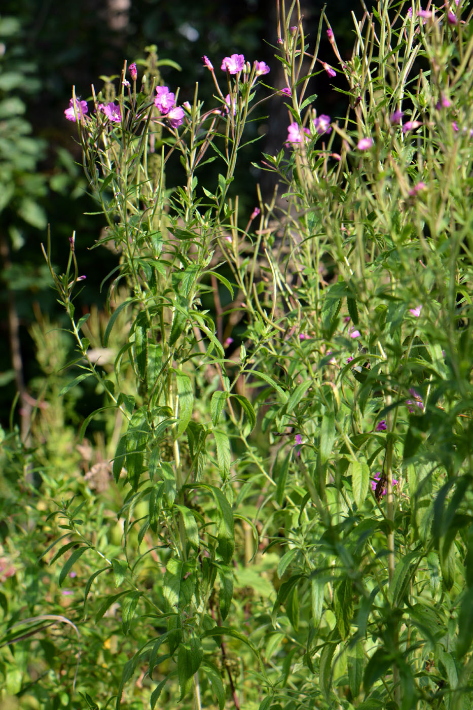 Изображение особи Epilobium hirsutum.