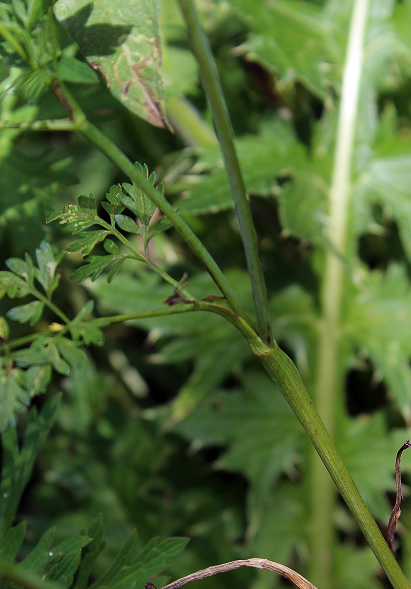 Image of Chaerophyllum bulbosum specimen.