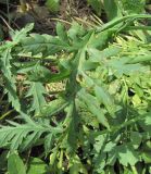 Papaver rhoeas. Лист с поражениями. Краснодарский край, г. Краснодар, близ ж. д. 17.05.2019.