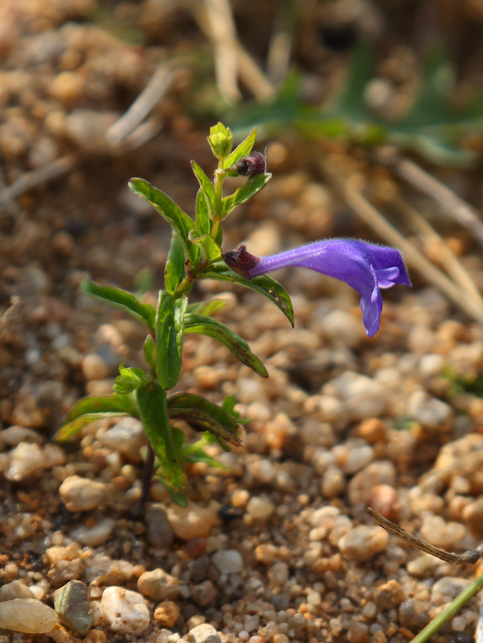 Изображение особи Scutellaria scordiifolia.