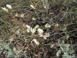 Astragalus ucrainicus. Цветущее растение. Астраханская обл., сев.-зап. склон г. Большое Богдо. 21.05.2005.