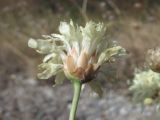 Cephalaria uralensis. Соцветие (вид сбоку). Краснодарский край, окр. г. Новороссийск, гора Лысая-Новороссийская, каменистый склон. 24.09.2019.