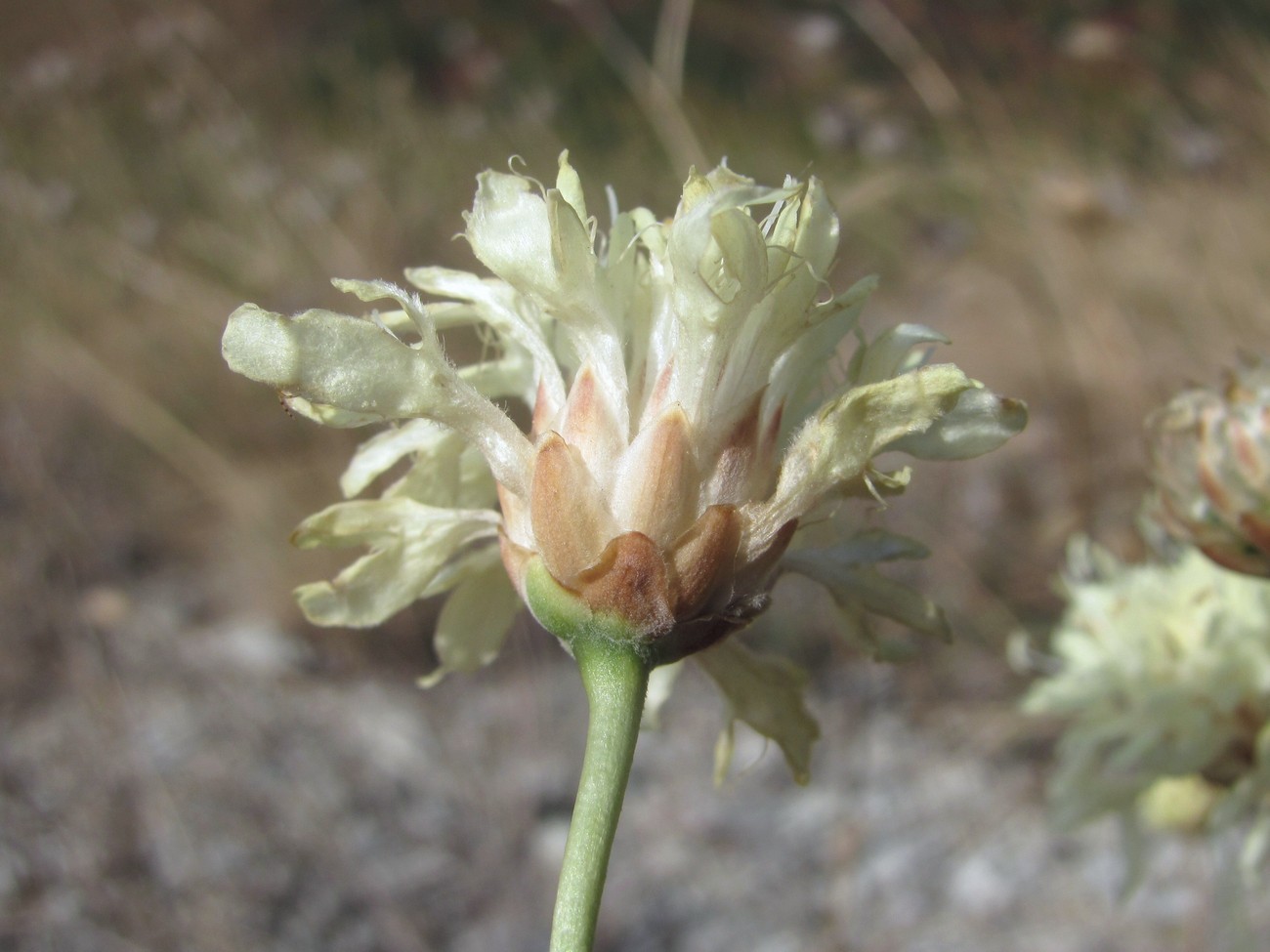 Изображение особи Cephalaria uralensis.