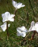 Dianthus inamoenus