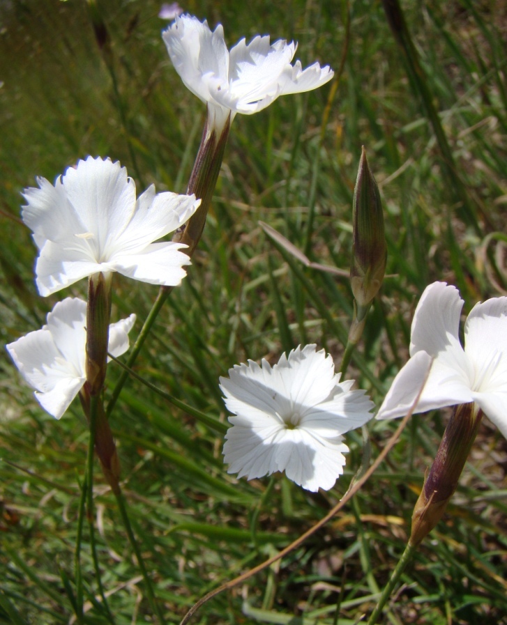 Изображение особи Dianthus inamoenus.