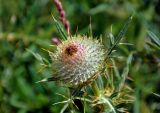 Cirsium ligulare