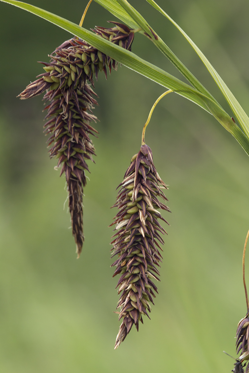 Image of Carex cryptocarpa specimen.