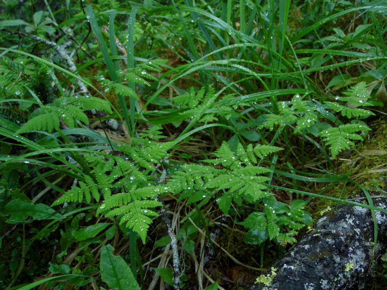 Image of Gymnocarpium dryopteris specimen.