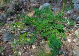genus Chamaecytisus. Плодоносящее растение. Сербия, национальный парк Тара, плоскогорье Равна Тара, западный берег оз. Заовине, каменистый склон на опушке сосняка. 11.07.2019.